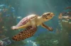 Planet Zoo 2 - Acuarios
